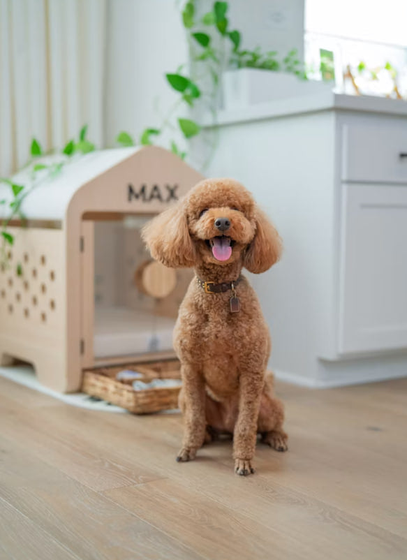 Dog Care Knowledge